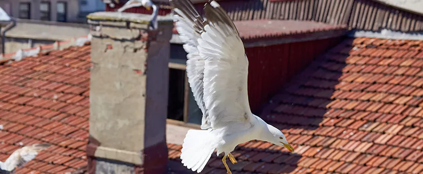 Residential Chimney Animal Removal Solution in Denison, TX