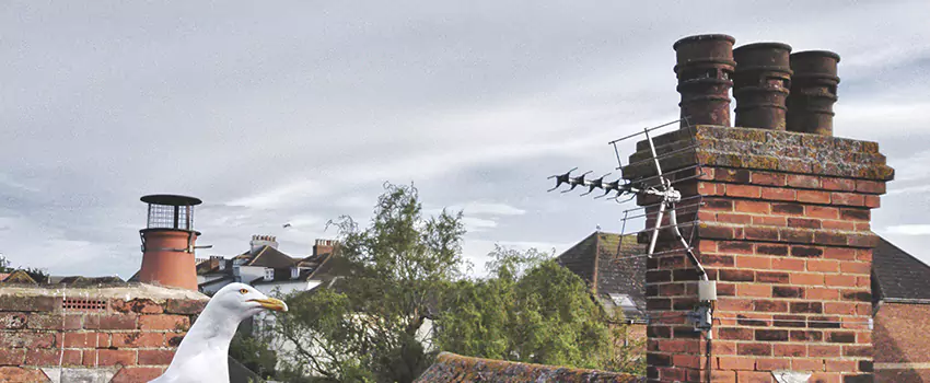 Chimney Cleaning And Restoration in Denison, Texas